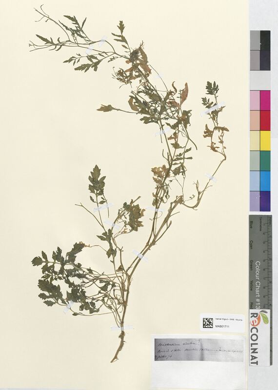 Nasturtium rivulare (Brassicaceae)