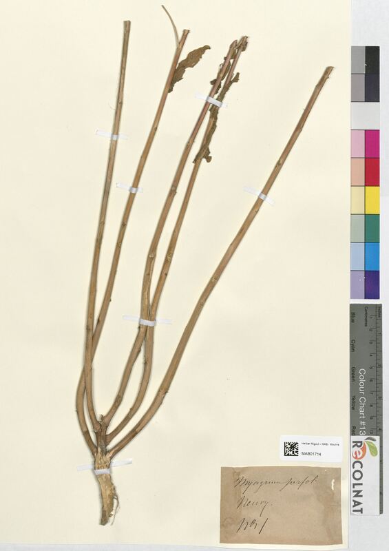 Myagrum perfoliatum (Brassicaceae)