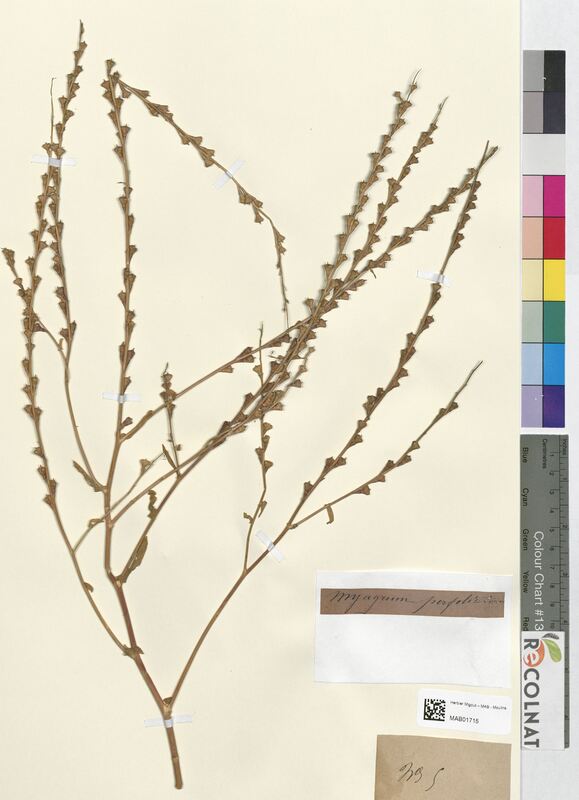 Myagrum perfoliatum (Brassicaceae)