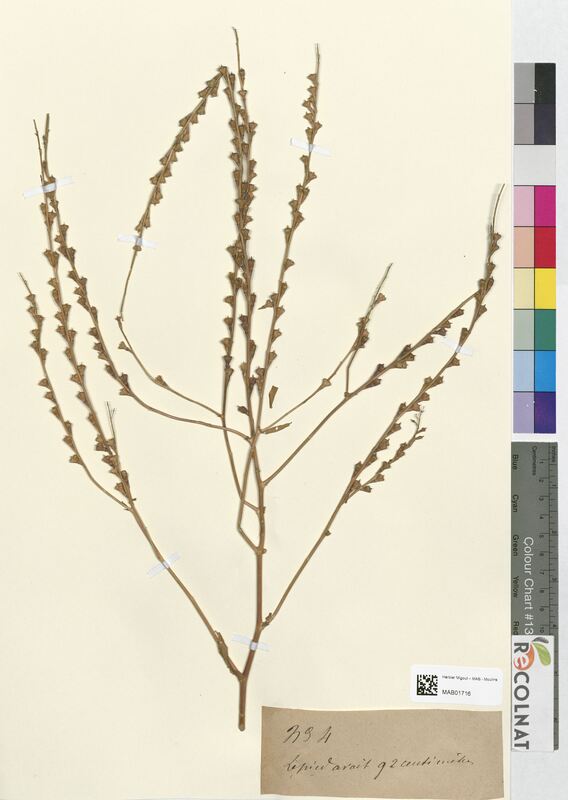 Myagrum perfoliatum (Brassicaceae)