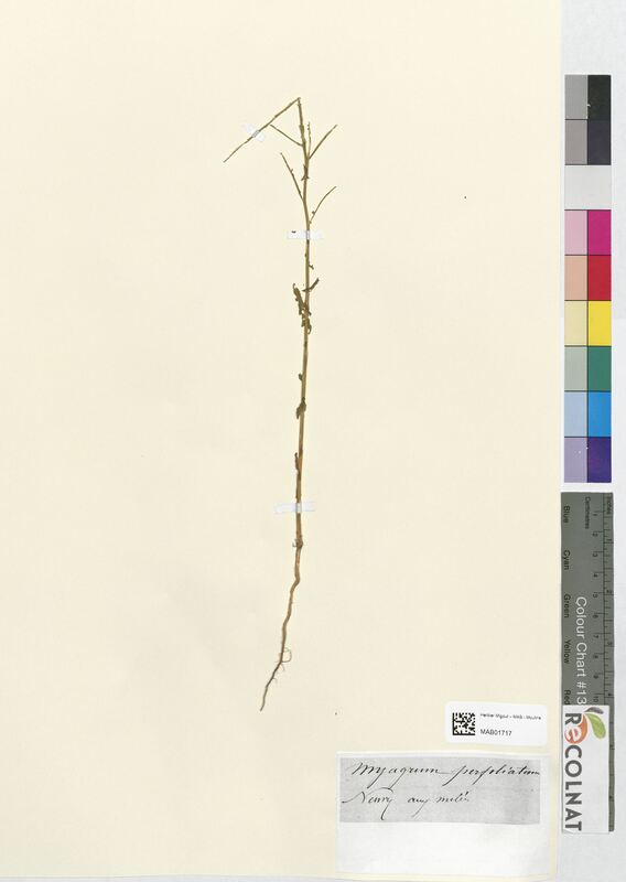 Myagrum perfoliatum (Brassicaceae)