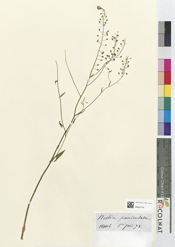 Neslia paniculata (Brassicaceae)