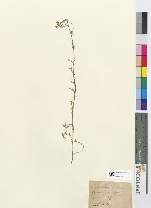 Masturtium pyrenaicum (Brassicaceae)