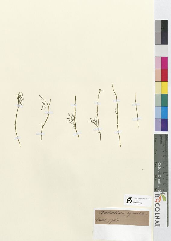 Masturtium pyrenaicum (Brassicaceae)