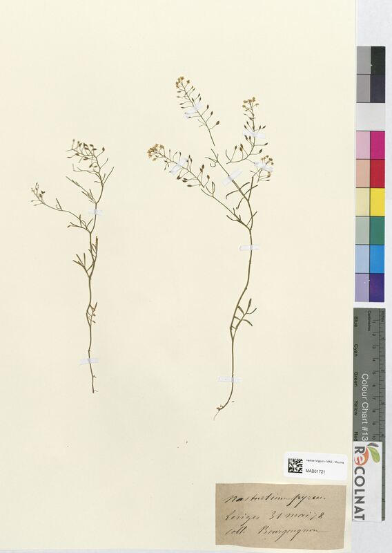 Masturtium pyrenaicum (Brassicaceae)