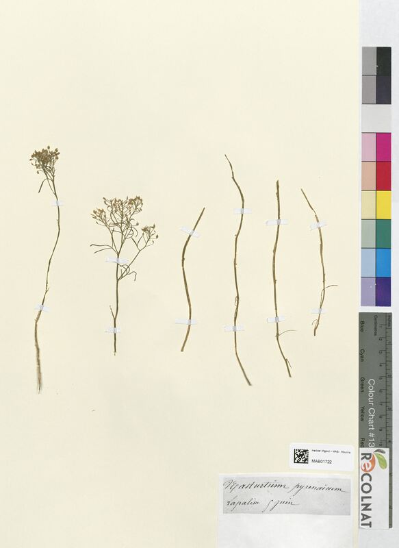 Masturtium pyrenaicum (Brassicaceae)