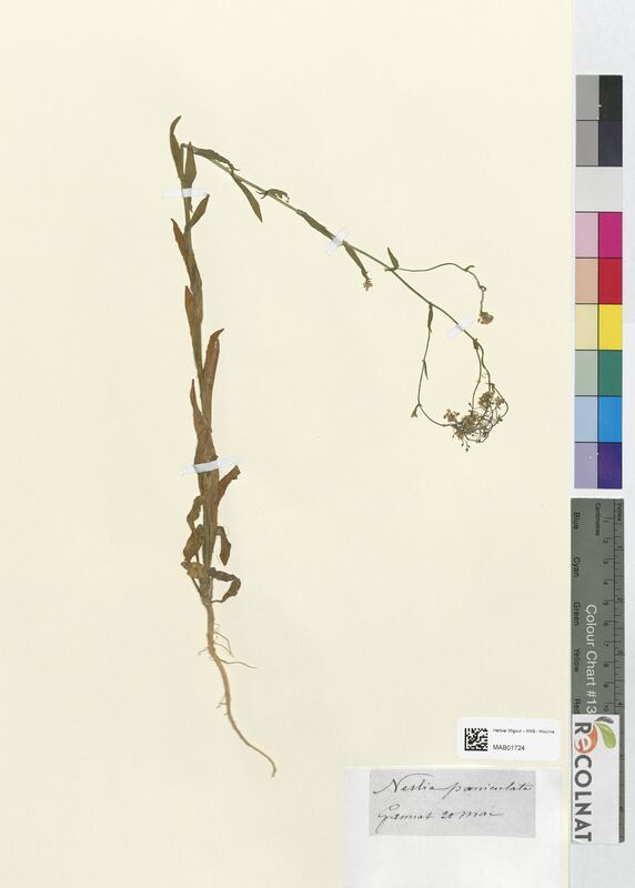 Neslia paniculata (Brassicaceae)