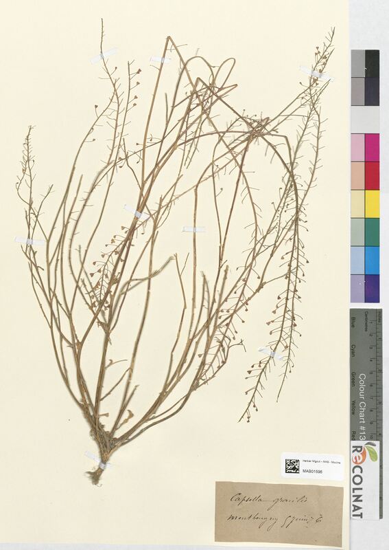 Capsella gracilis (Brassicaceae)