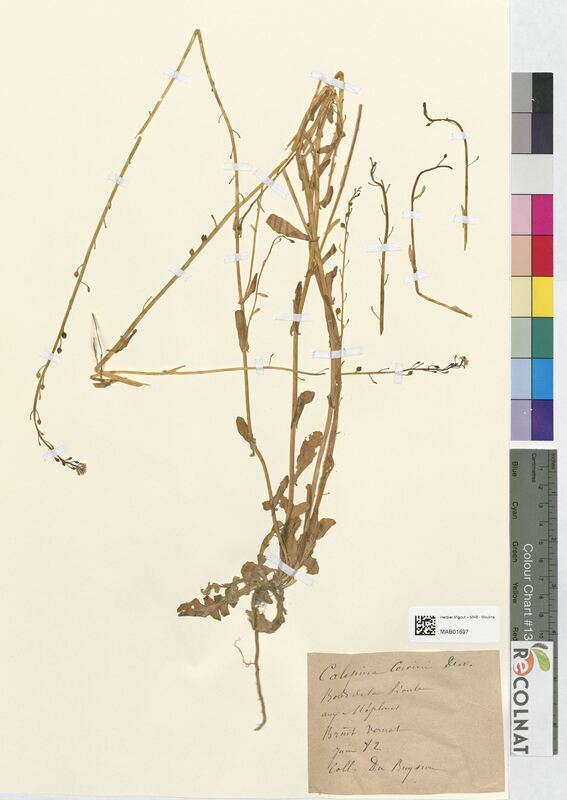 Calepina corvini (Brassicaceae)