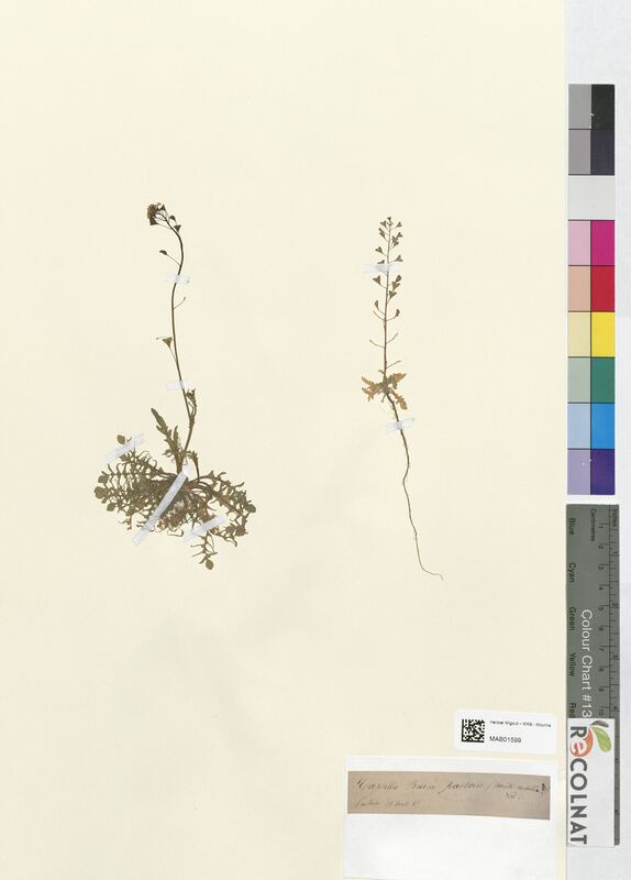 Capsella Bursa-pastoris (Brassicaceae)