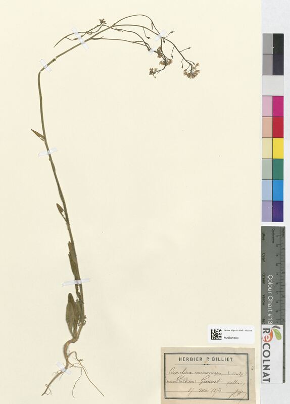 Camelina microcarpa (Brassicaceae)