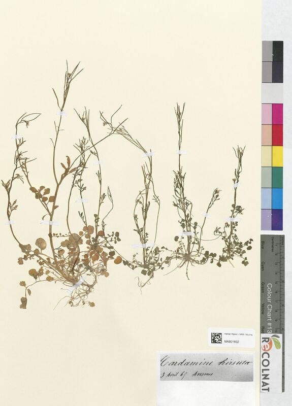 Cardamine hirsuta (Brassicaceae)