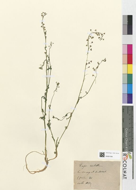 Capsella rubella (Brassicaceae)