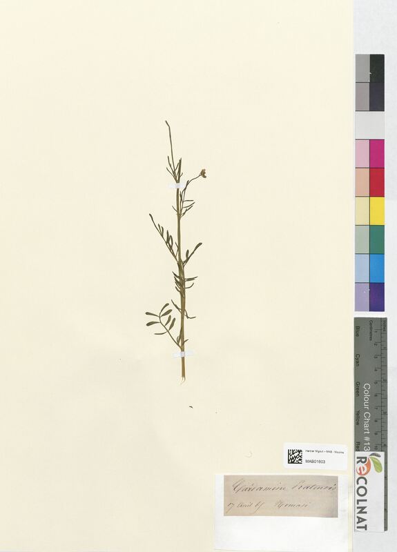 Cardamine pratensis (Brassicaceae)