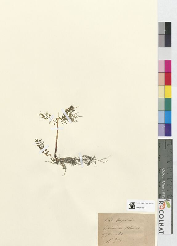 Cardamine impatiens (Brassicaceae)