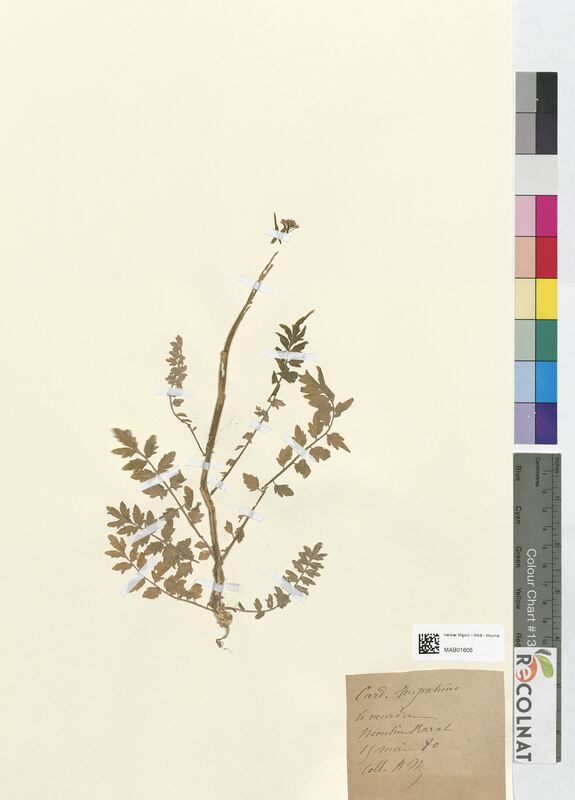 Cardamine impatiens (Brassicaceae)