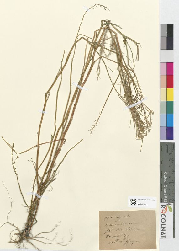 Cardamine impatiens (Brassicaceae)