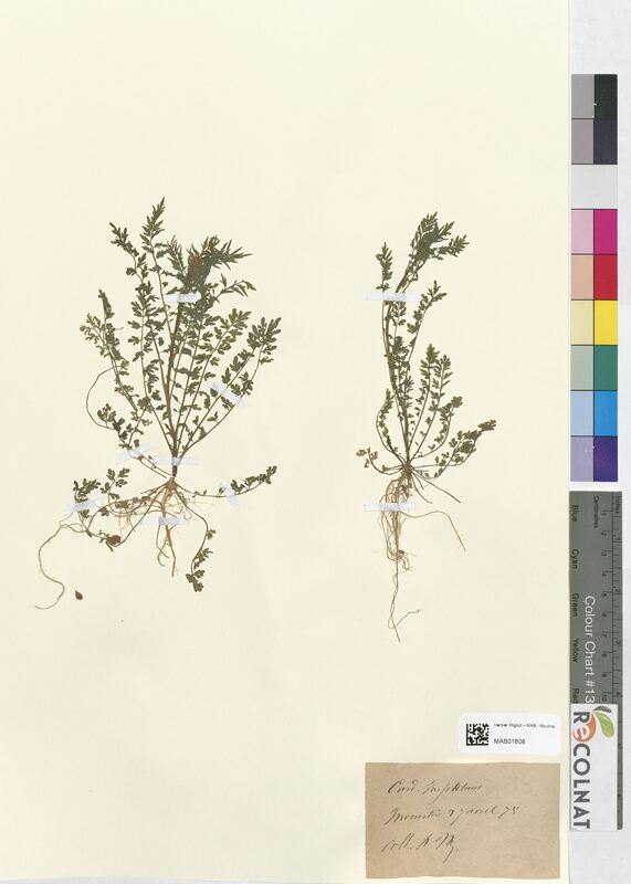 Cardamine impatiens (Brassicaceae)