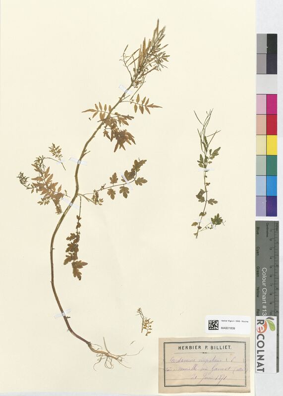 Cardamine impatiens (Brassicaceae)