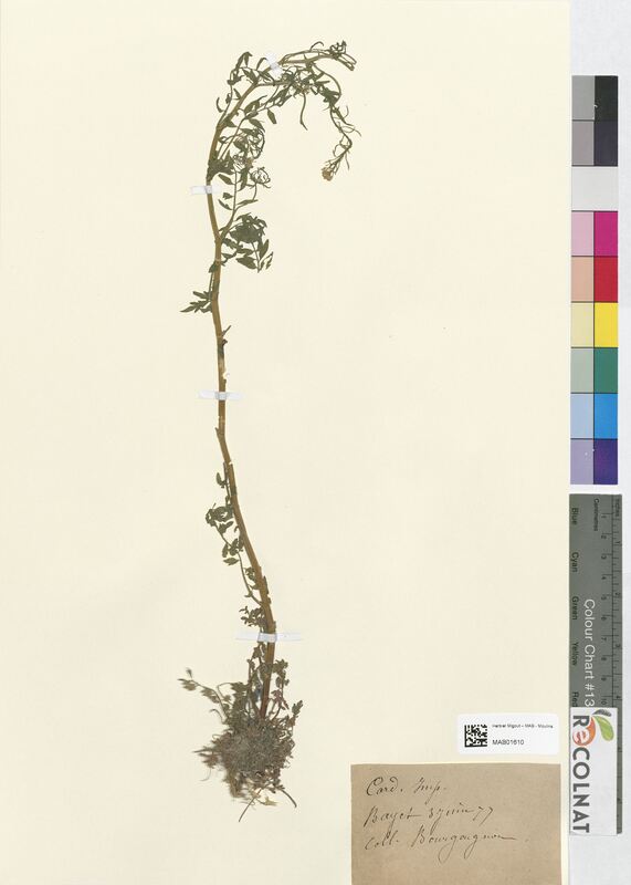 Cardamine impatiens (Brassicaceae)