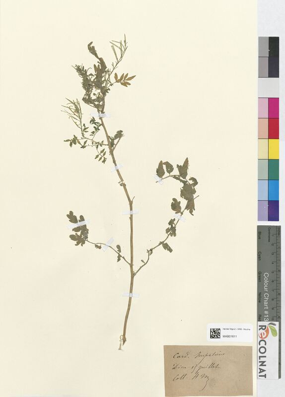 Cardamine impatiens (Brassicaceae)