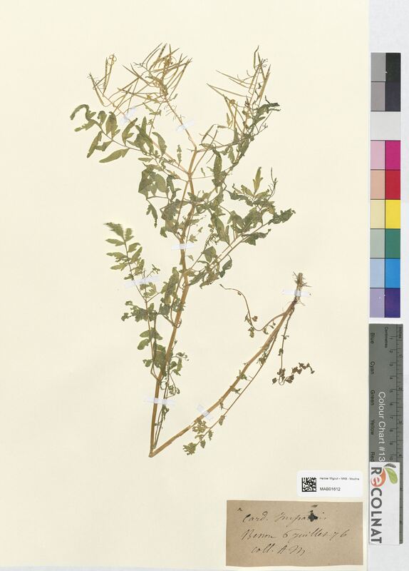 Cardamine impatiens (Brassicaceae)