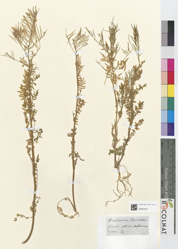 Cardamine impatiens (Brassicaceae)