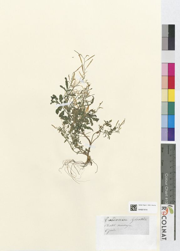 Cardamine sylvatica (Brassicaceae)