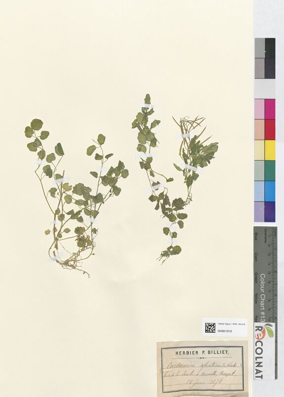 Cardamine sylvatica (Brassicaceae)