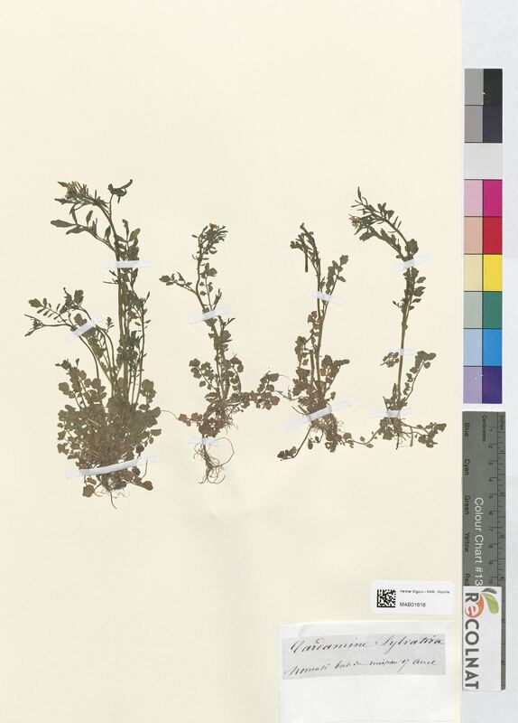 Cardamine sylvatica (Brassicaceae)