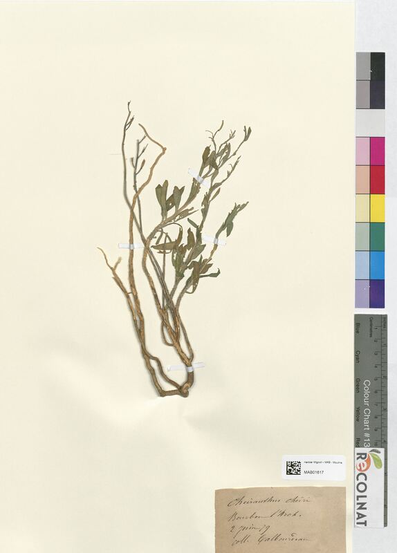 Cheiranthus cheiri (Brassicaceae)