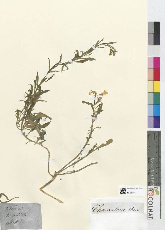 Cheiranthus cheiri (Brassicaceae)