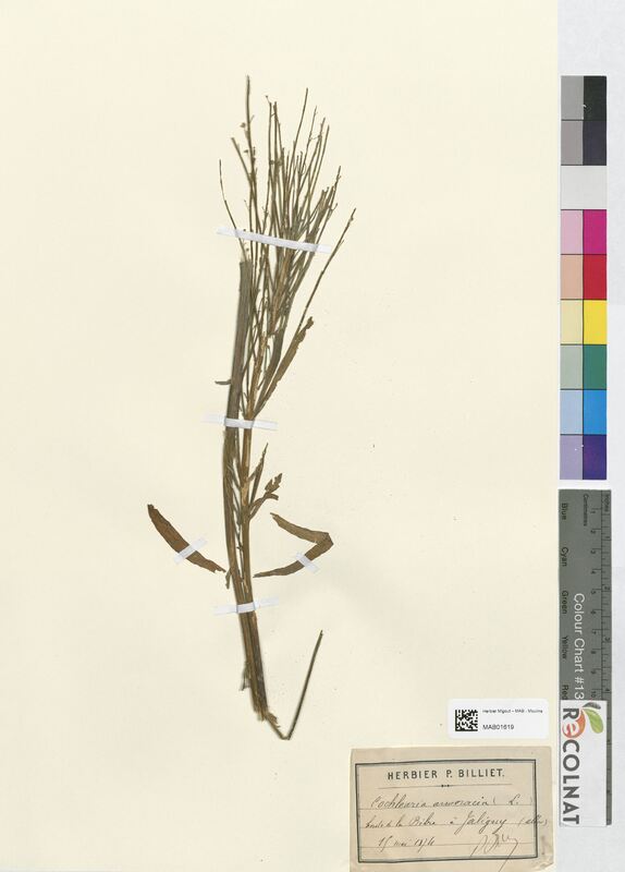 Cochlearia armoracia (Brassicaceae)