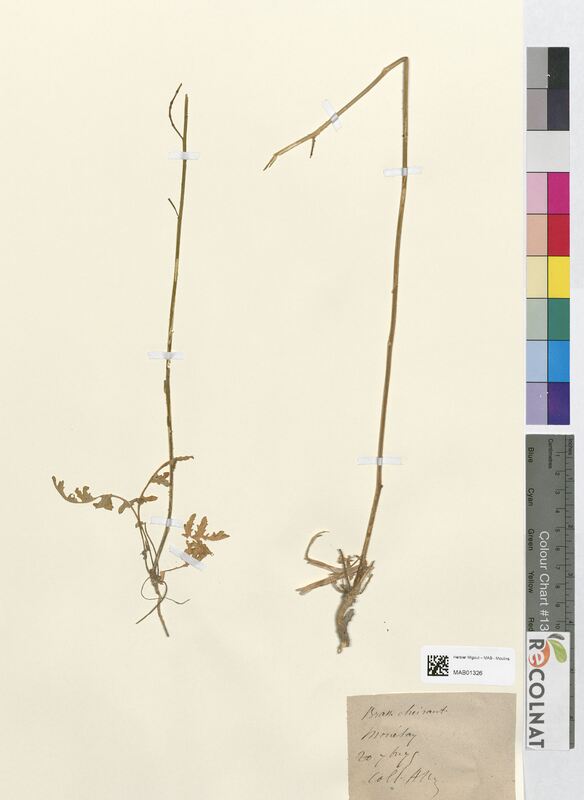 Brassica cheiranthos (Brassicaceae)