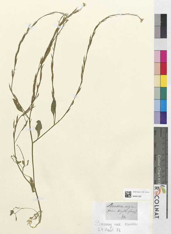 Brassica nigra (Brassicaceae)