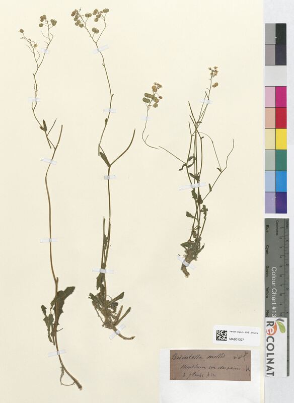 Biscutella laevigata (Brassicaceae)