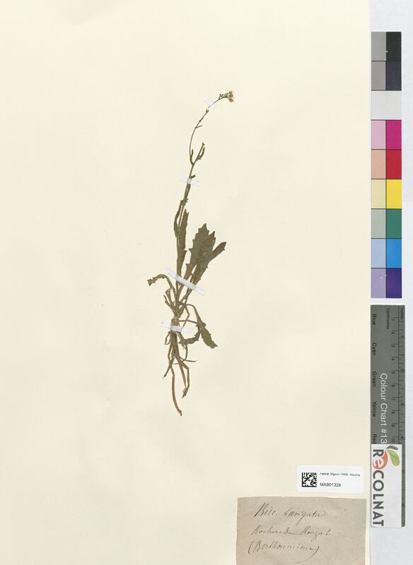 Biscutella laevigata (Brassicaceae)