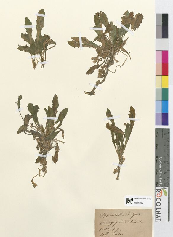 Biscutella laevigata (Brassicaceae)