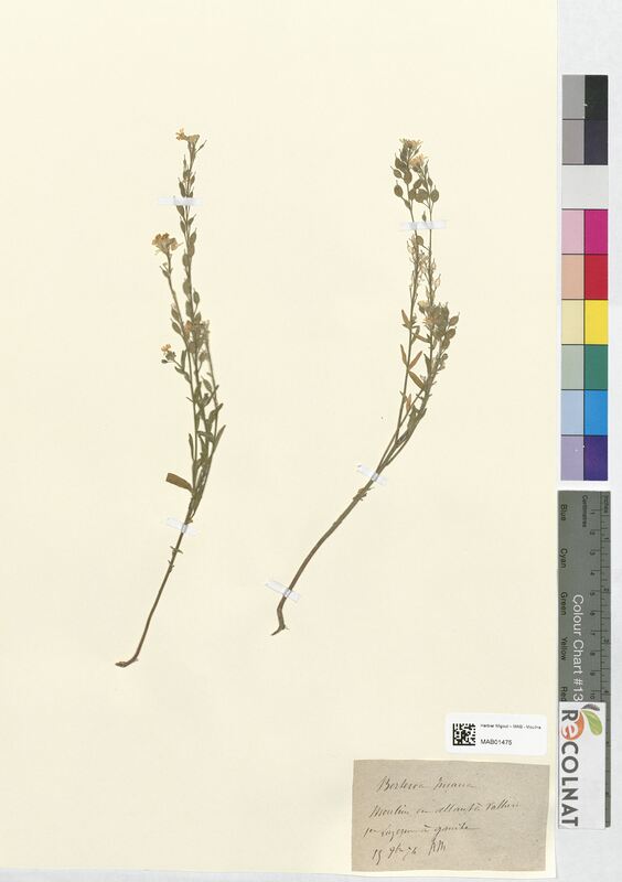 Berteroa incana (Brassicaceae)