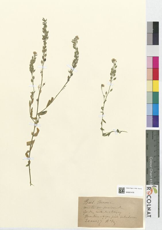 Berteroa incana (Brassicaceae)