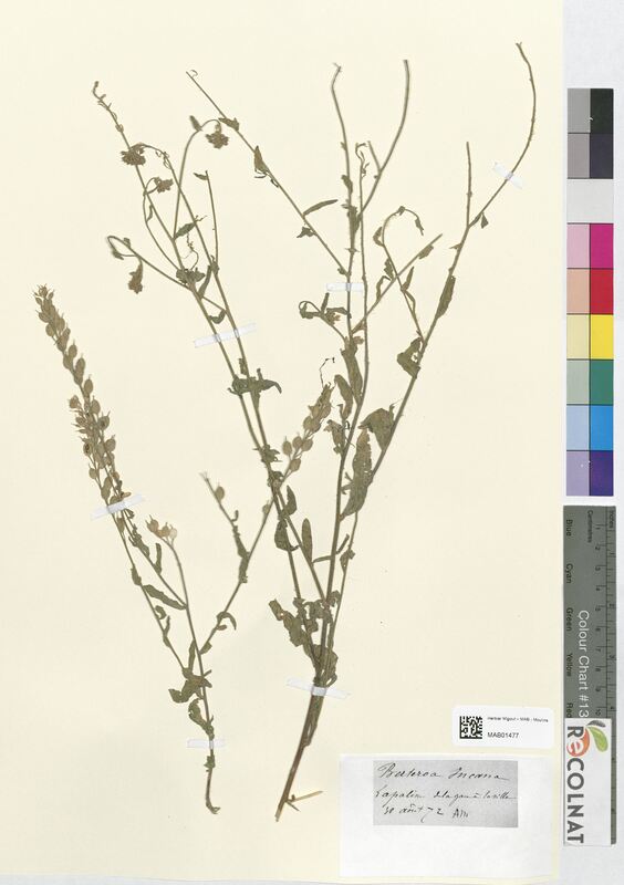 Berteroa incana (Brassicaceae)