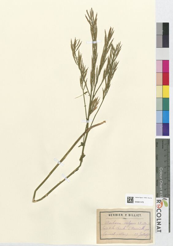 Barbarea vulgaris (Brassicaceae)