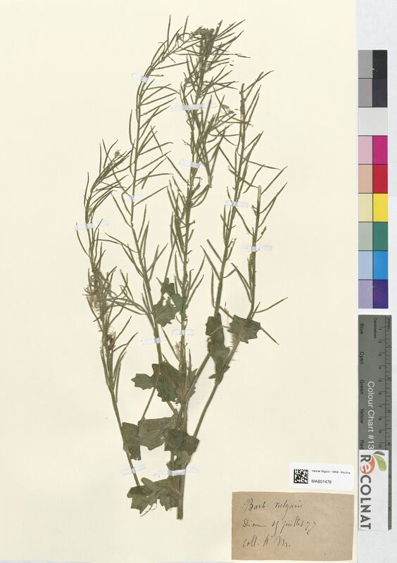 Barbarea vulgaris (Brassicaceae)