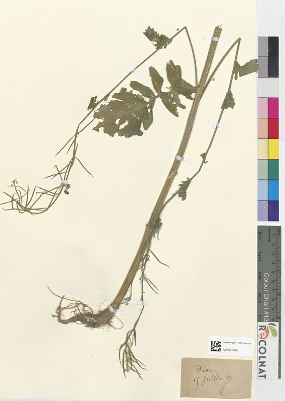 Barbarea vulgaris (Brassicaceae)