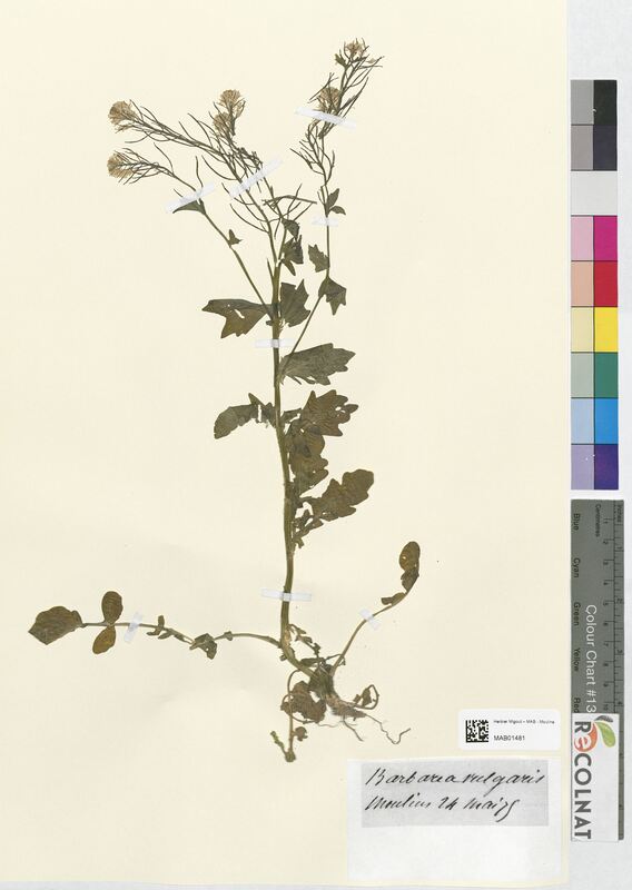 Barbarea vulgaris (Brassicaceae)