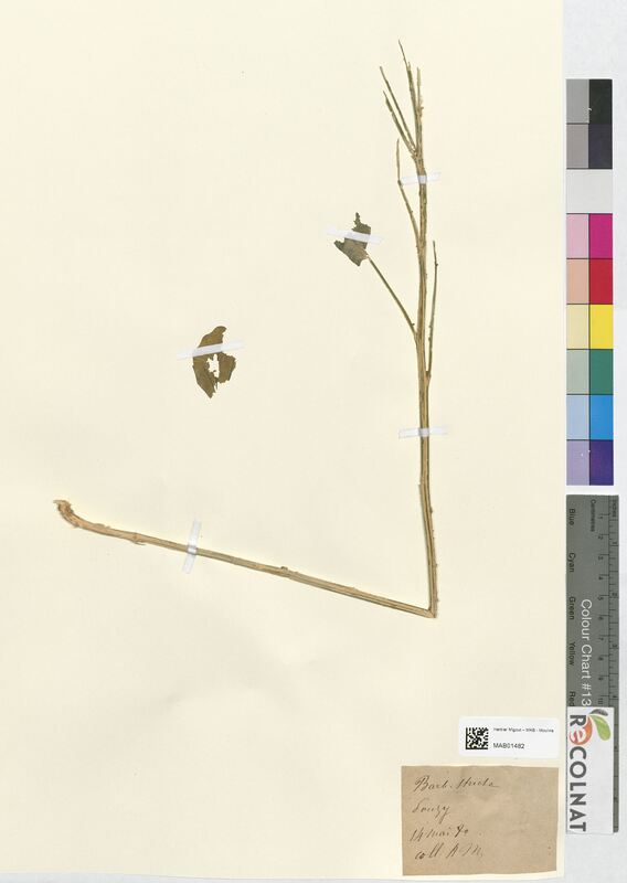 Barbarea stricta (Brassicaceae)