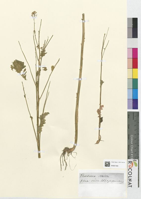 Barbarea stricta (Brassicaceae)