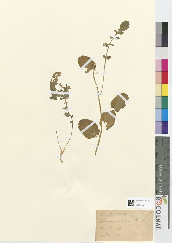 Barbarea praecox (Brassicaceae)