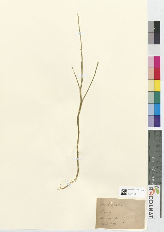 Barbarea praecox (Brassicaceae)