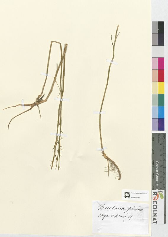 Barbarea praecox (Brassicaceae)